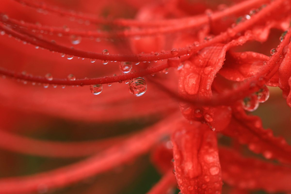 EF100mm F2.8L マクロ IS USMで撮影された写真 | 写真検索 | GANREF
