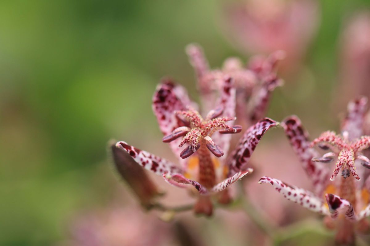 ホトトギス GANREF