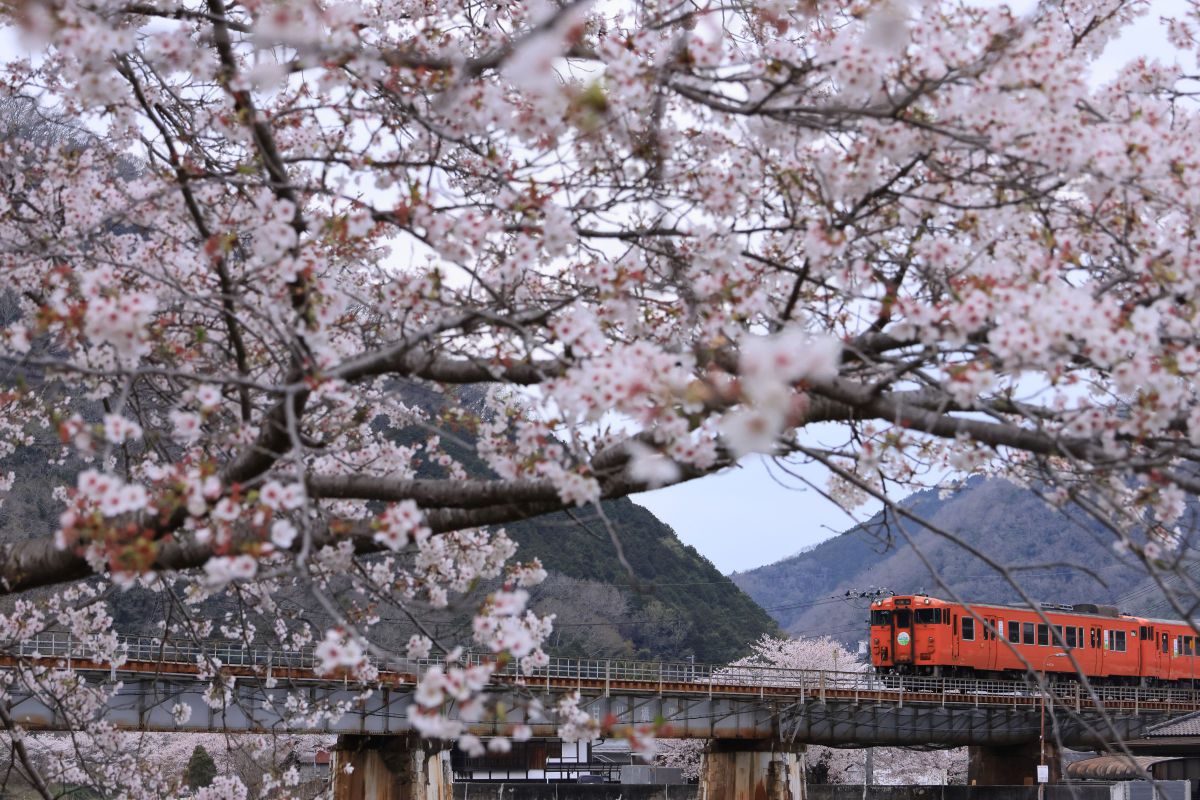 RF-S18-150mm F3.5-6.3 IS STMで撮影された写真 | 写真検索 | GANREF