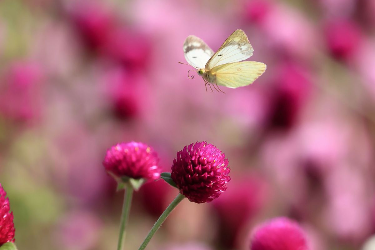 蝶よ花よ GANREF 蝶よ花よ GANREF