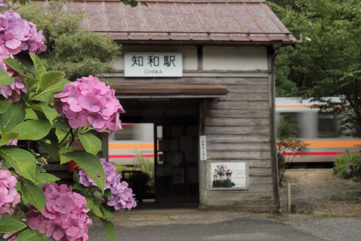 紫陽花の咲く駅 | GANREF