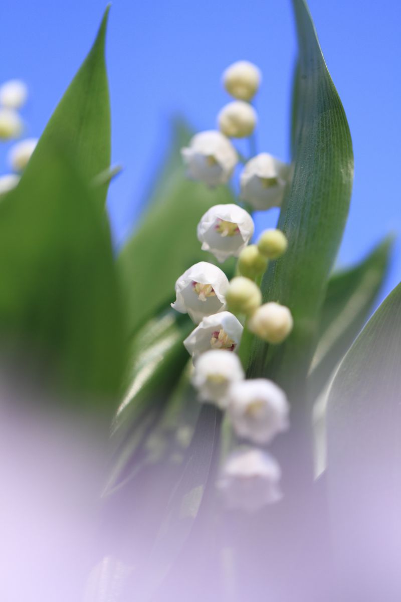 幸せの鈴 植物 花 花びら Ganref