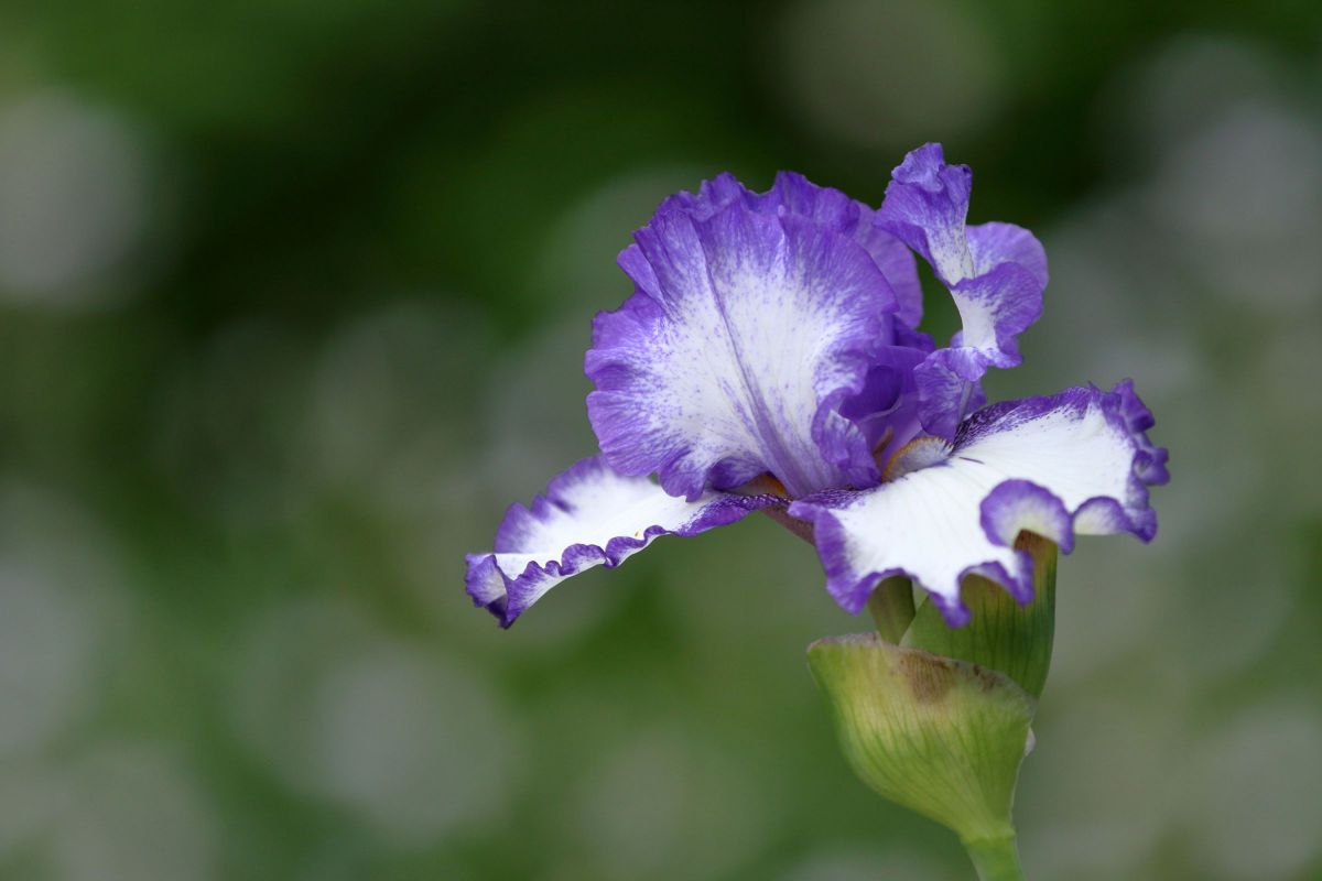 翼を拡げて GANREF