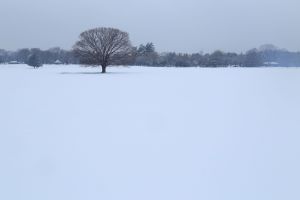 【一点もの】ぽんちゃん☆冬の景色 石川県の絶景】兼六園の雪景色撮影記－石川県を代表する雪景色