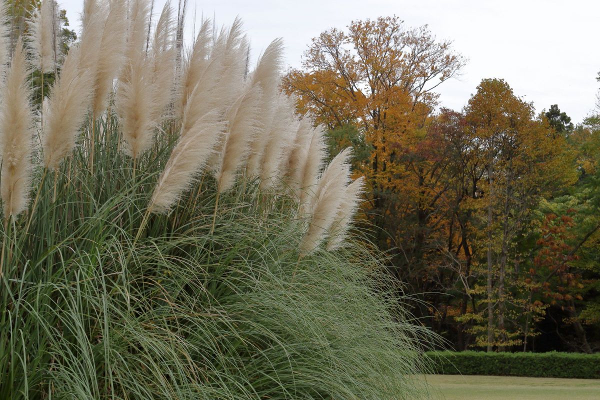 パンパスグラス | GANREF