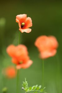 ヒナゲシの花 | GANREF