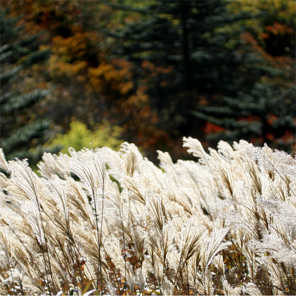 絵画の中のすすき 自然 風景 山 Ganref