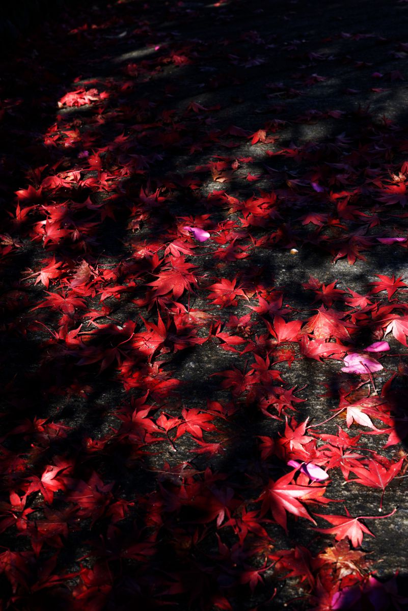 赤と黒 自然 風景 その他 Ganref