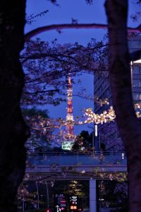 月夜桜 | GANREF