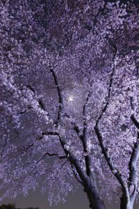 月夜桜 85f85bf430558364e405d5b6c7fd9f