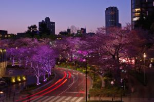 月夜桜 | GANREF