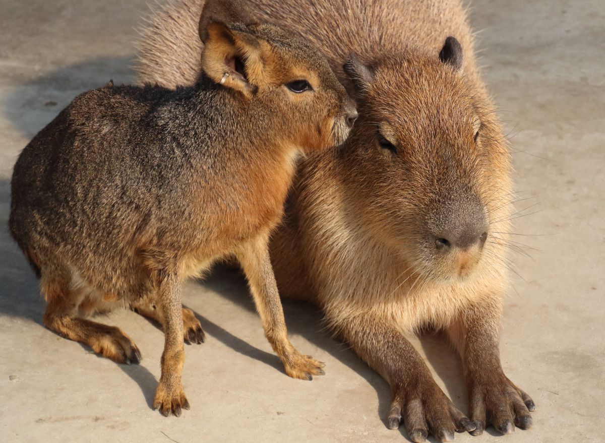 内緒話 動物 小動物 Ganref 内緒話 動物 小動物 Ganref