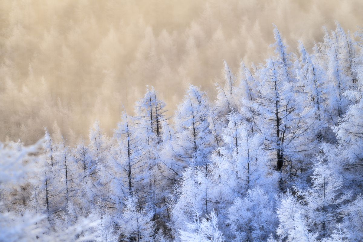 白と朝陽色の霧氷 自然 風景 高原 Ganref