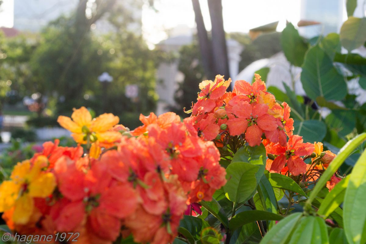 色戻りの木 植物 花 花びら Ganref
