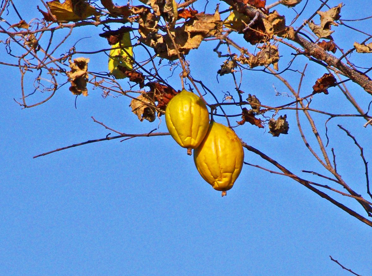 キカラスウリ 植物 実 果実 Ganref