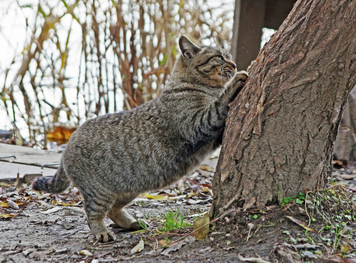 野良猫のダイエット エクササイズ 動物 猫 Ganref