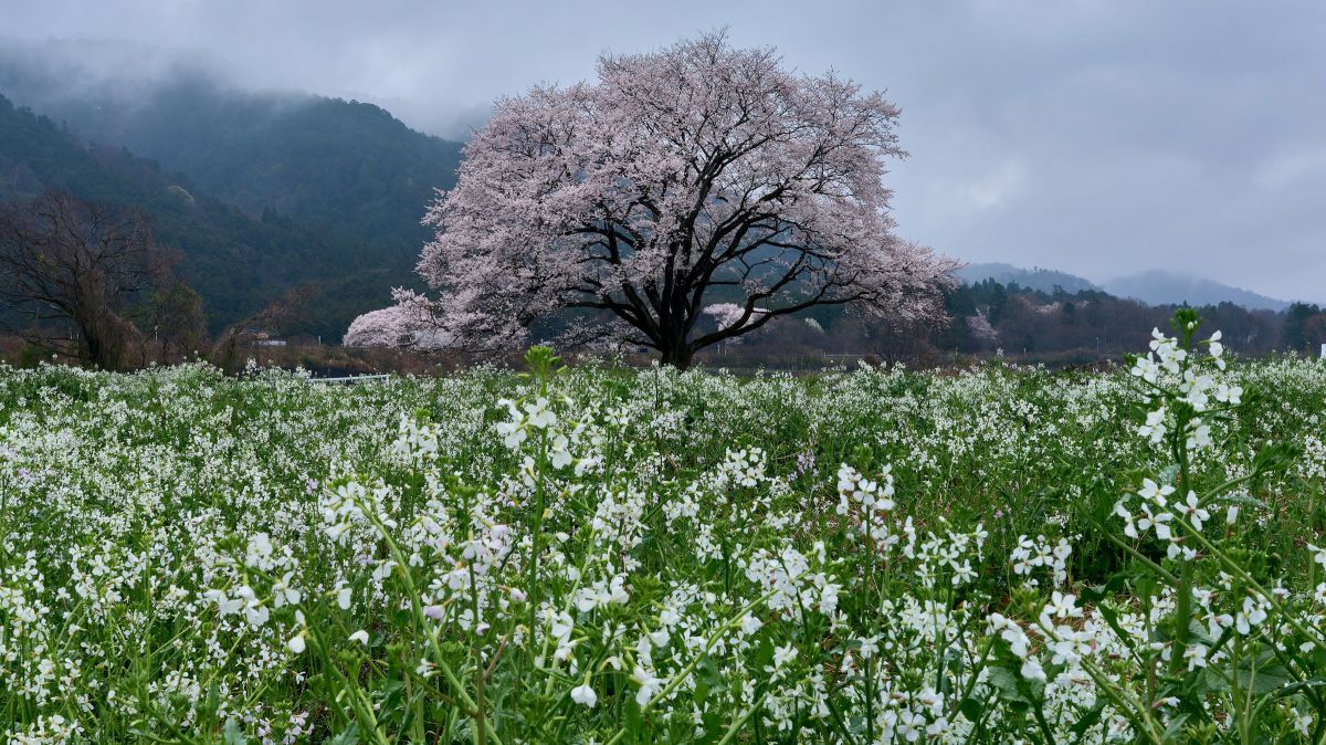 ダイコンの花と竹生の桜2 | GANREF