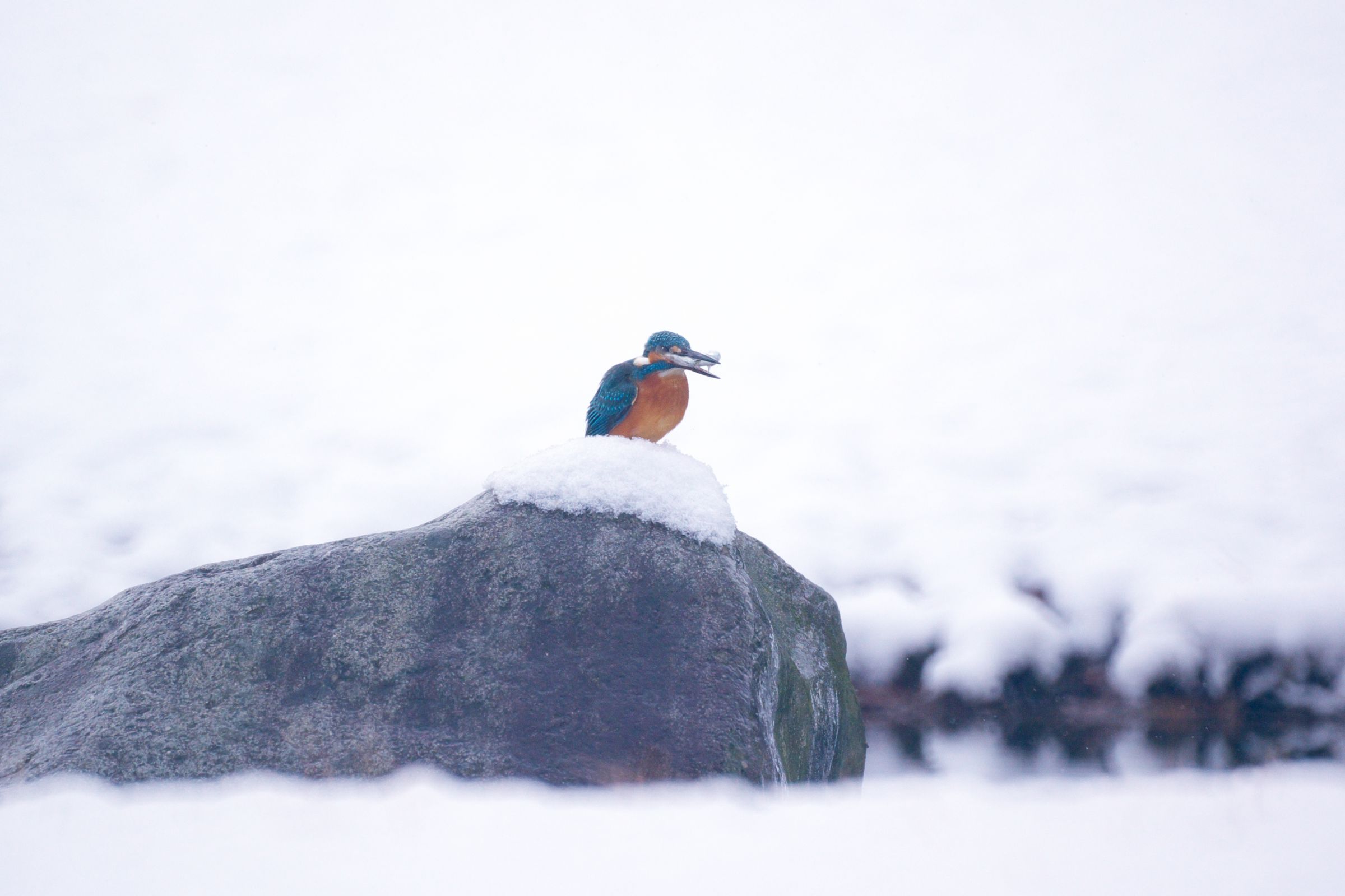 翡翠の猿ぐつわ？ | GANREF