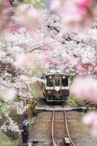 花桃と桜と わたらせ渓谷鐵道 | GANREF