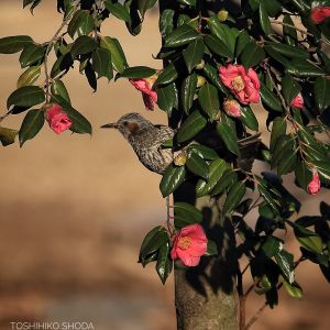 e763c83f2df512a34401be73347b73