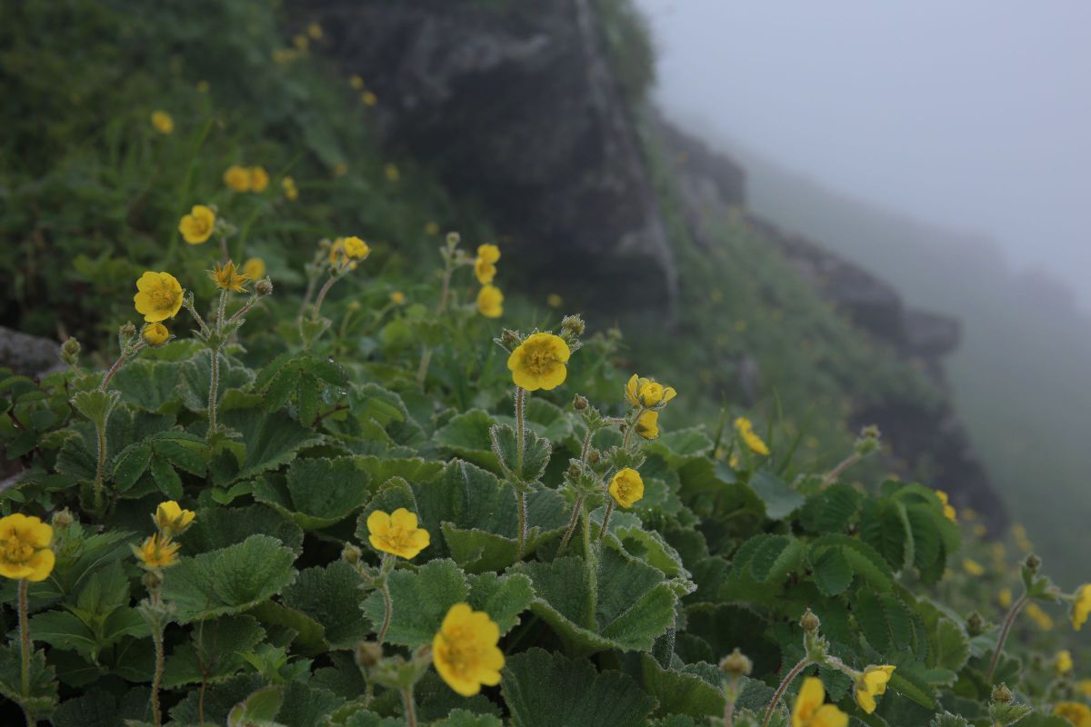 谷を埋めつくすミヤマダイコンソウ 自然 風景 山 Ganref 谷を埋めつくすミヤマダイコンソウ 自然 風景 山 Ganref