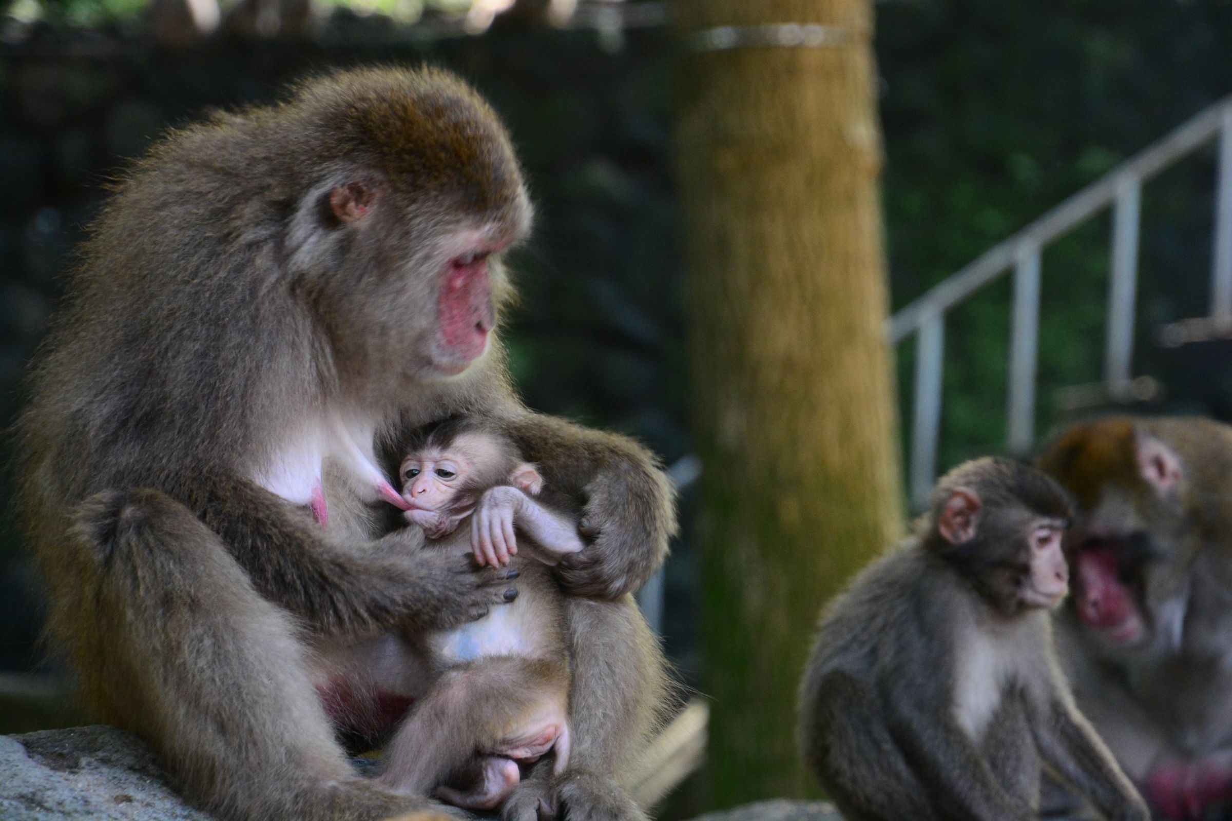 子連れママの巨乳