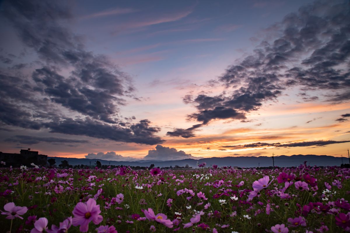 コスモス畑の夕暮れ 自然 風景 空 雲 Ganref