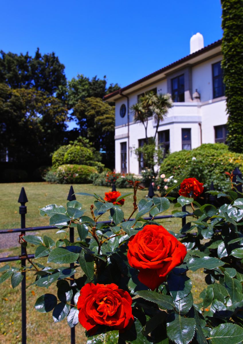 イギリス館と赤いバラ 植物 花 花びら Ganref