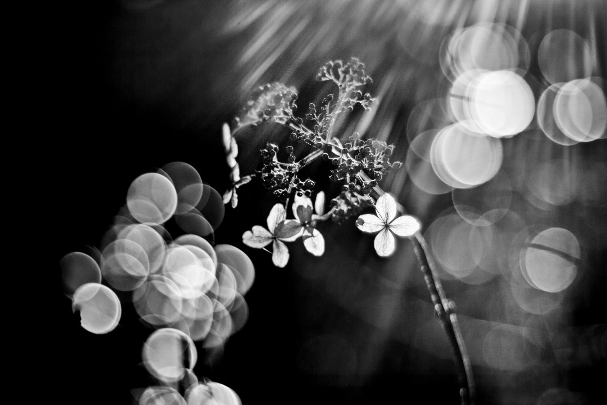 スーパータクマー55mmF1.8で撮影された写真 | 写真検索 | GANREF