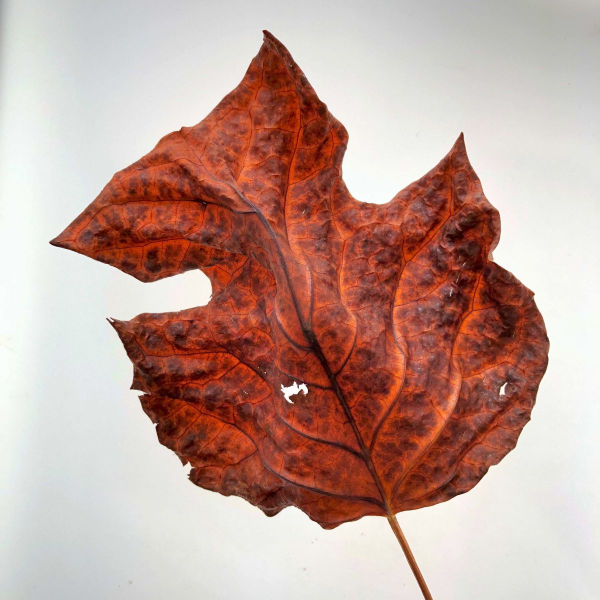 Leaf | GANREF