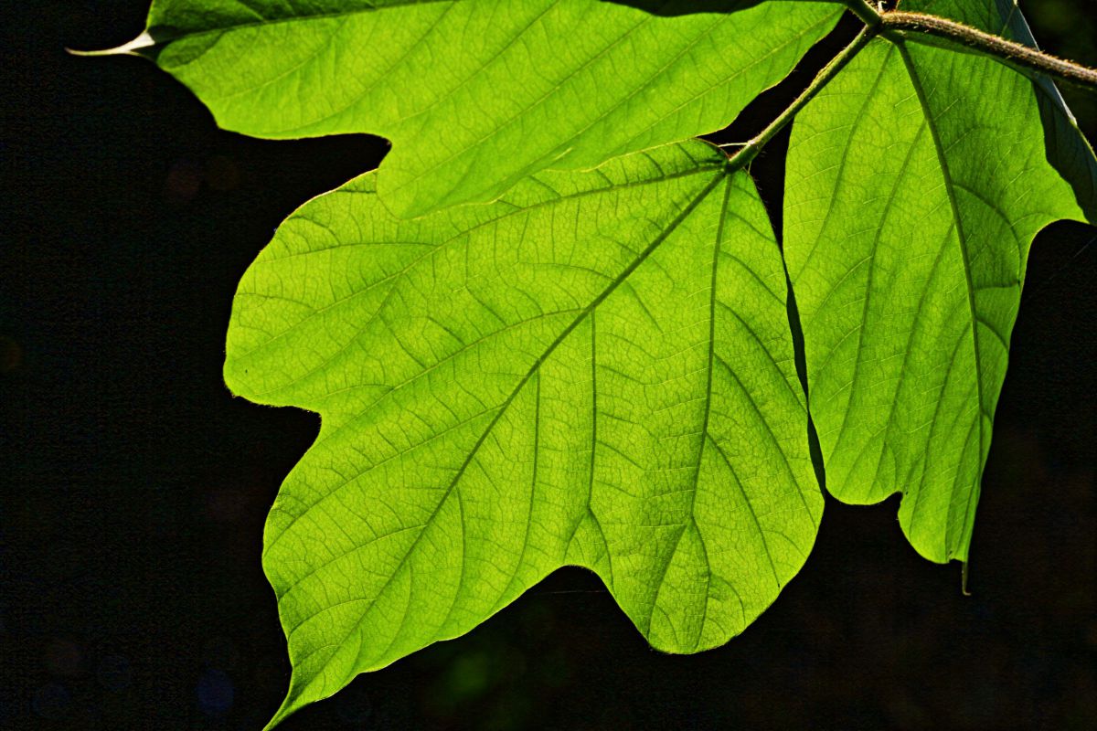 Leaf | GANREF