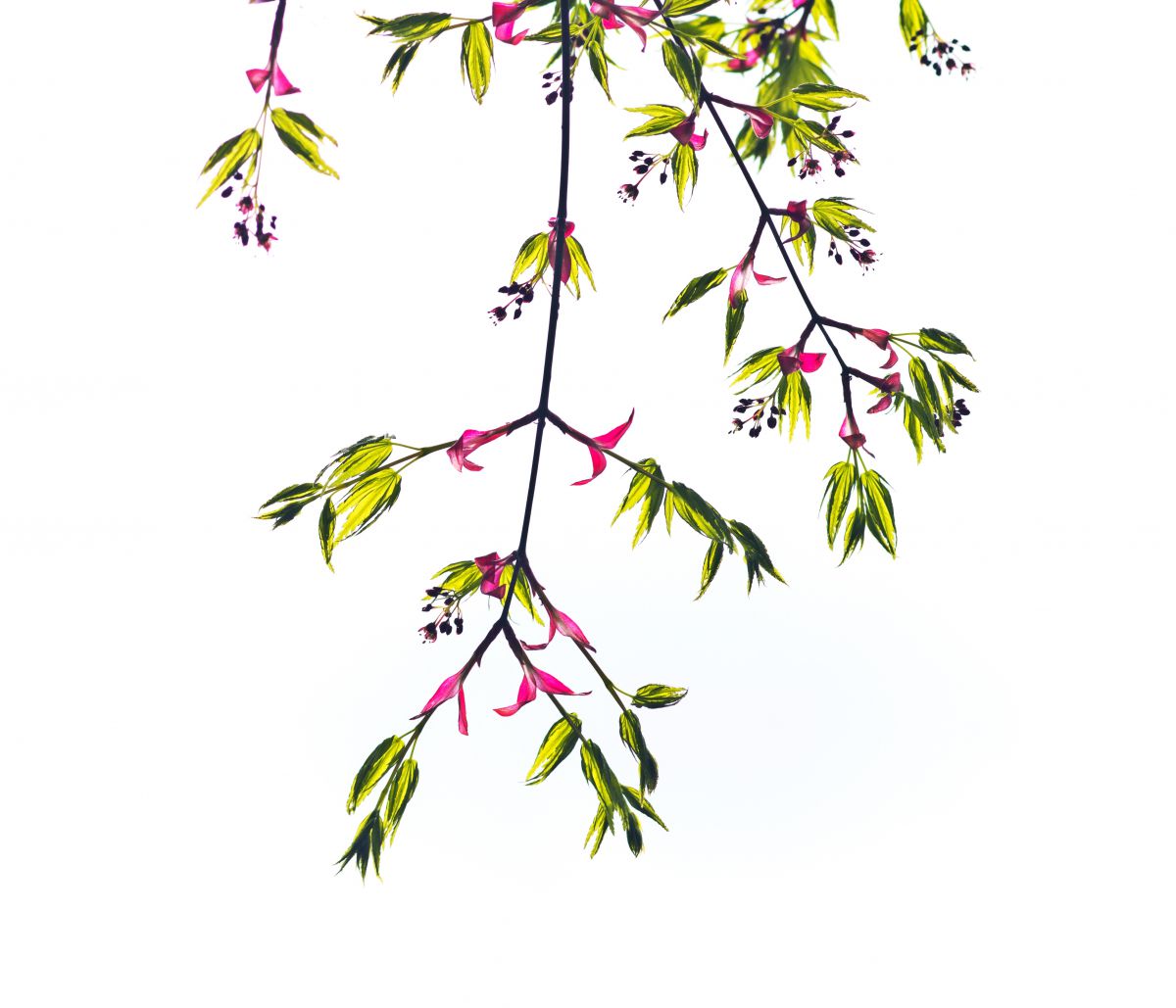 椛ノ花 植物 草 葉 芽 Ganref 椛ノ花 植物 草 葉 芽 Ganref