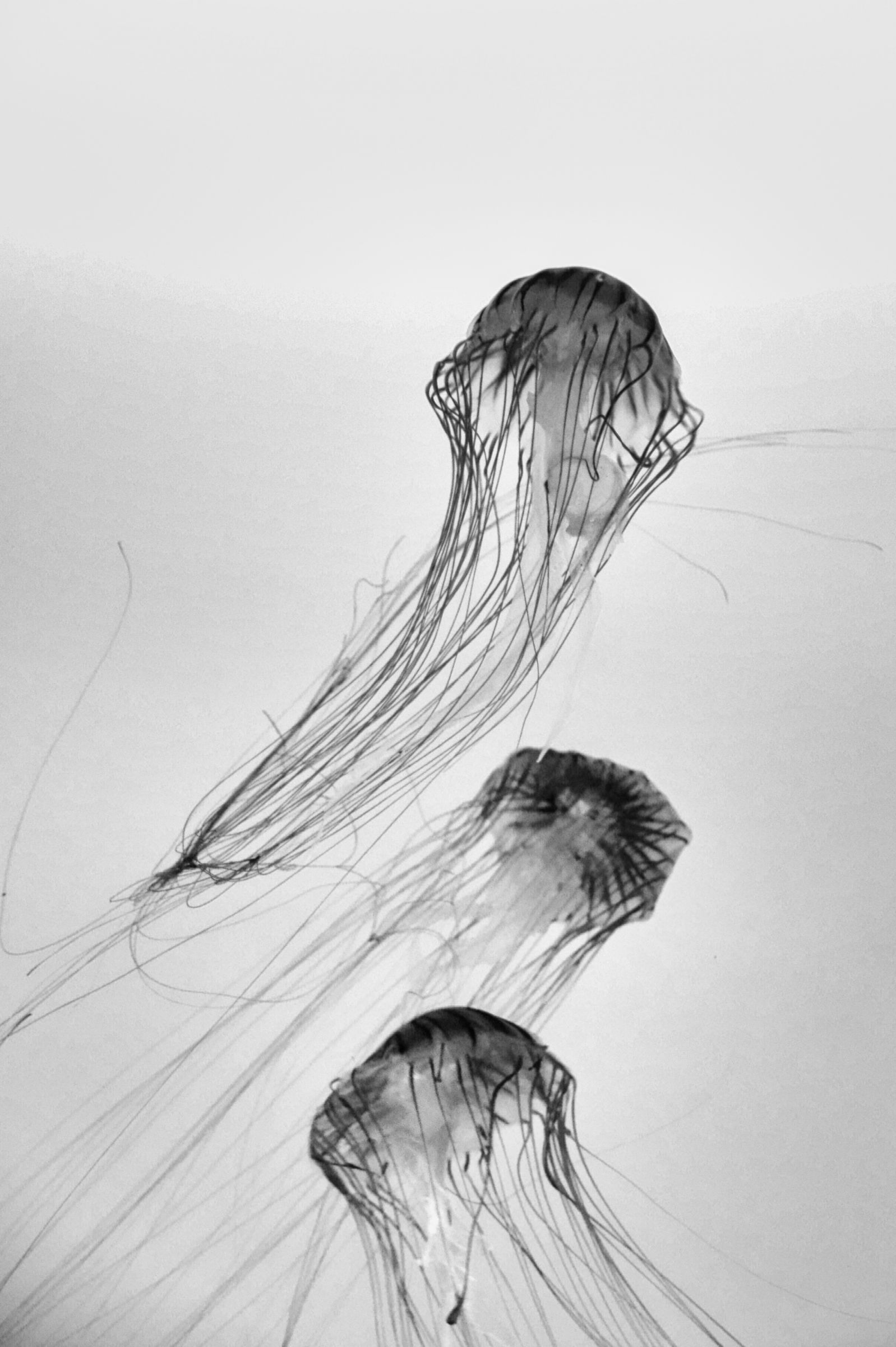 くらげ～ | GANREF