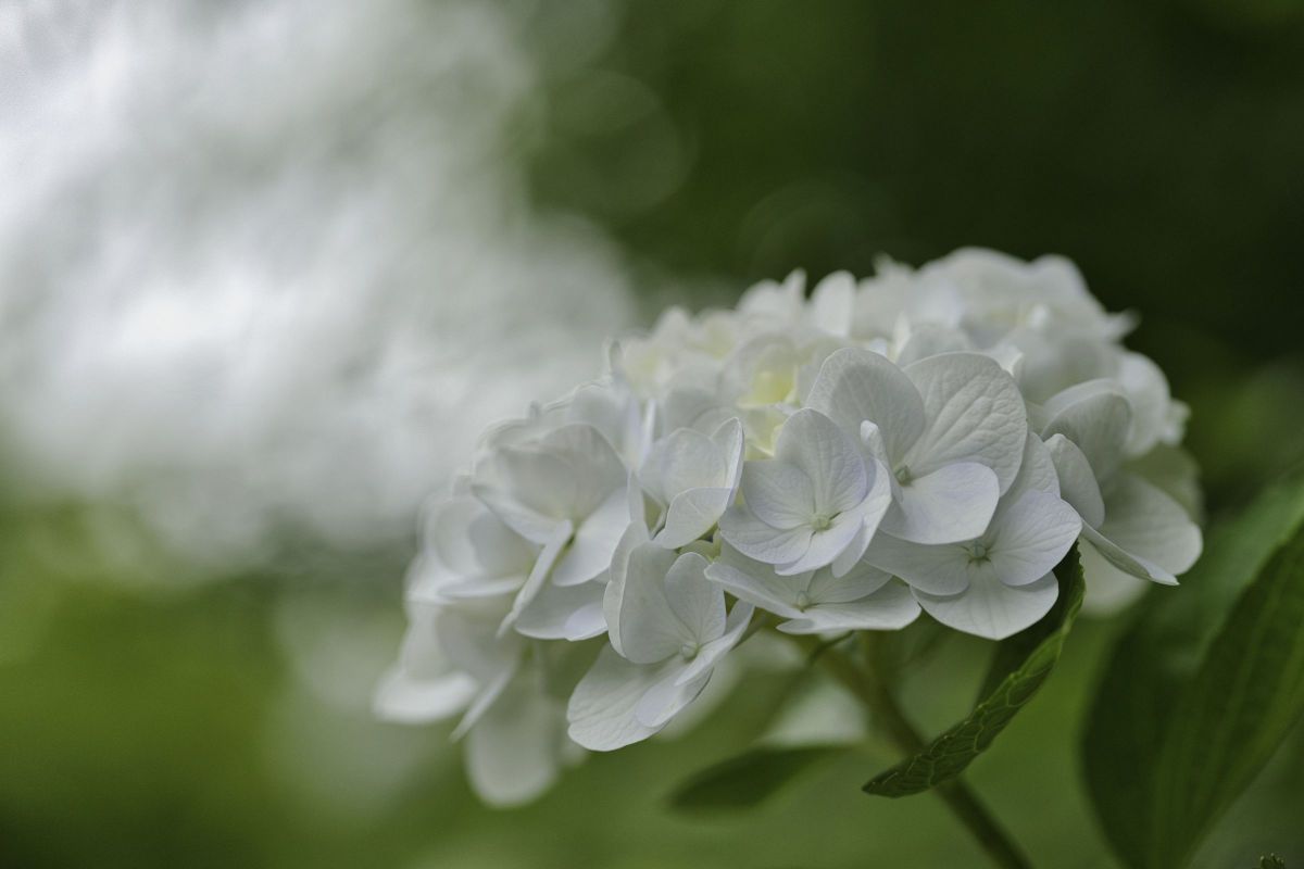 LUMIX S 100mm F2.8 MACROで撮影された写真 | 写真検索 | GANREF