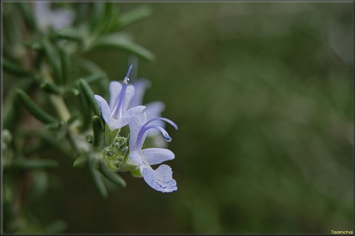 ローズマリー GANREF