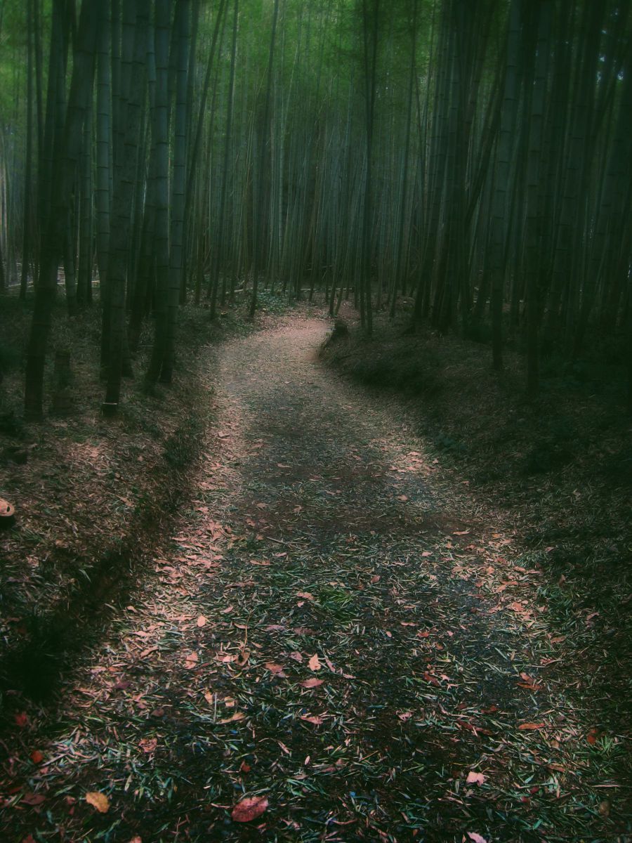 A bamboo trail | GANREF