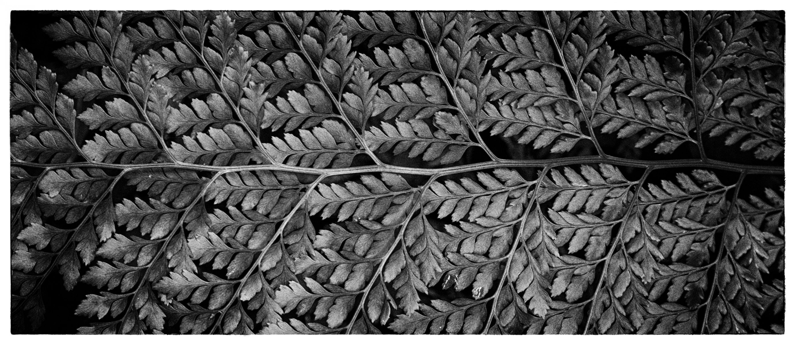 leaf | GANREF