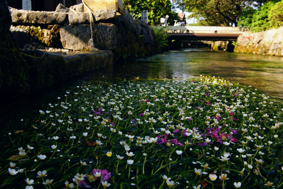 梅花藻 自然 風景 河川 Ganref