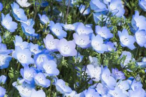 青と紫の花畑 植物 花 花びら Ganref