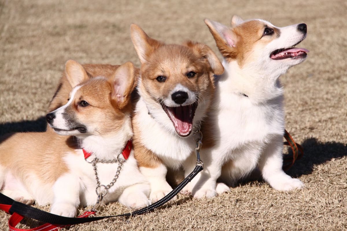 コーギー三兄弟 動物 犬 Ganref コーギー三兄弟 動物 犬 Ganref