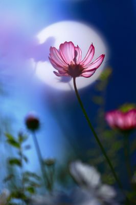 みんなが撮影した秋桜 コスモス の写真 Ganref