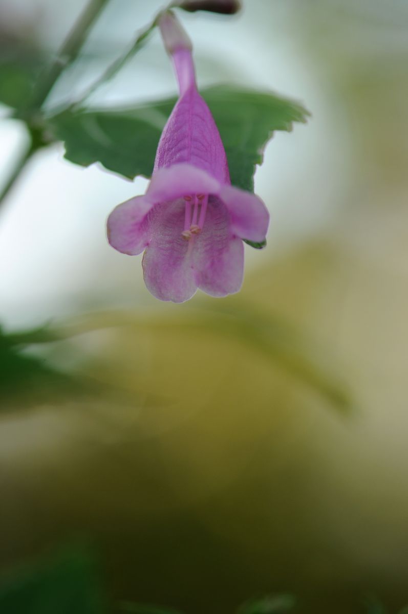 温室の花 冬 植物 花 花びら Ganref