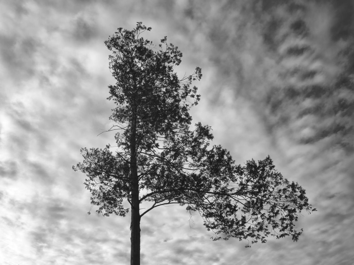 命 自然 風景 森林 Ganref