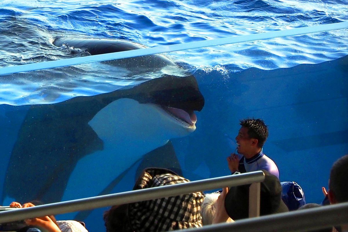 スマイル! GANREF