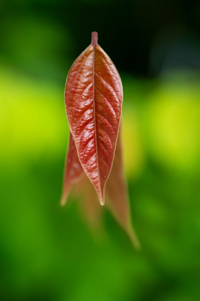 leaf | GANREF