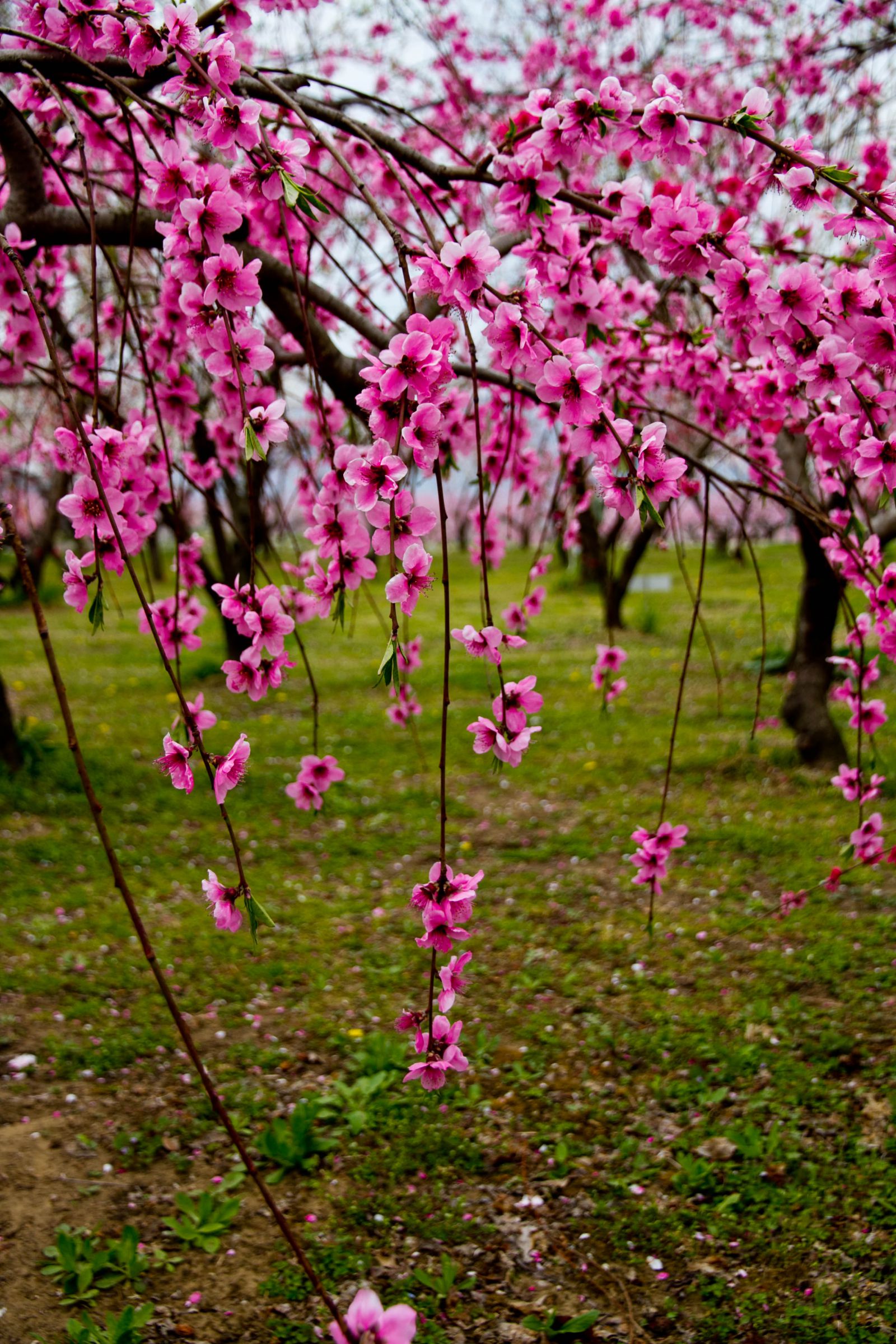 枝垂れ桃 | GANREF