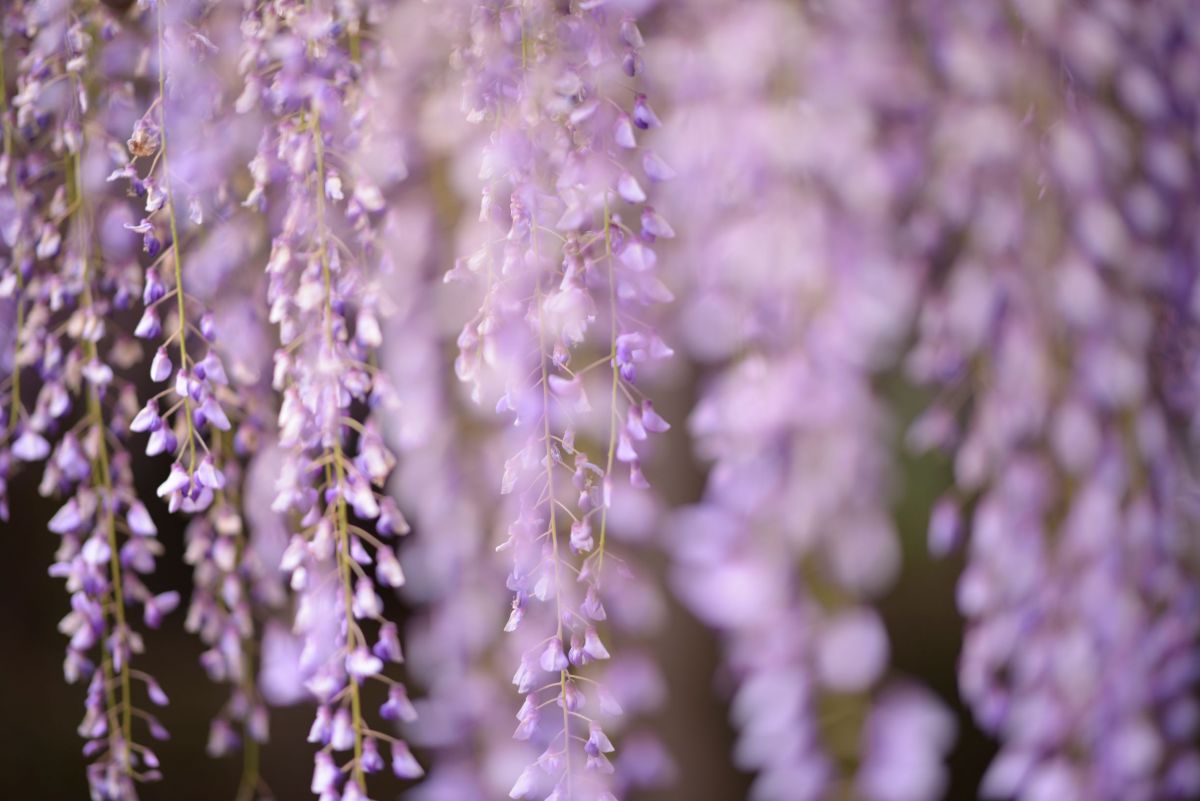 藤花の並び 植物 花 花びら Ganref