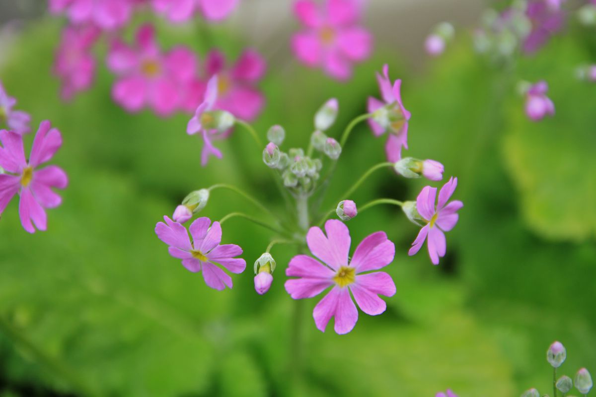 癒しの木陰 植物 花 花びら Ganref