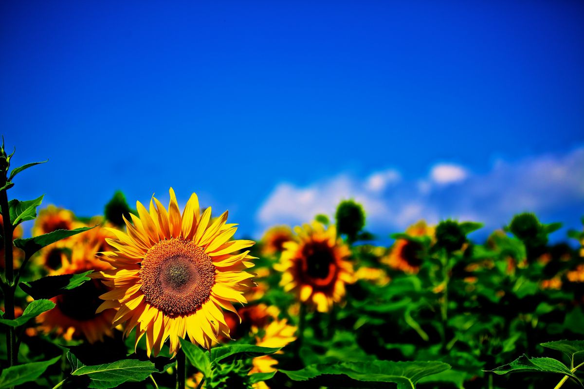 夏空と向日葵 植物 花 花びら Ganref