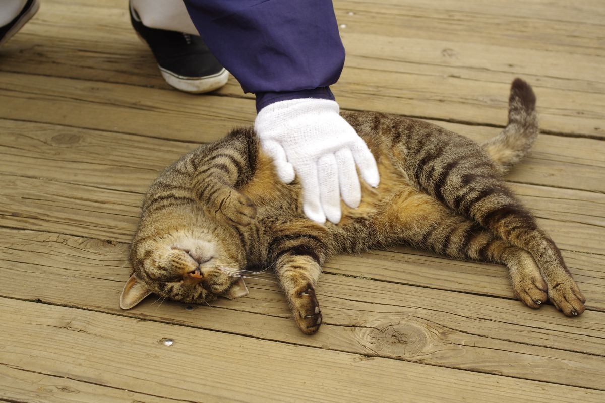 無防備な野良猫 動物 猫 Ganref